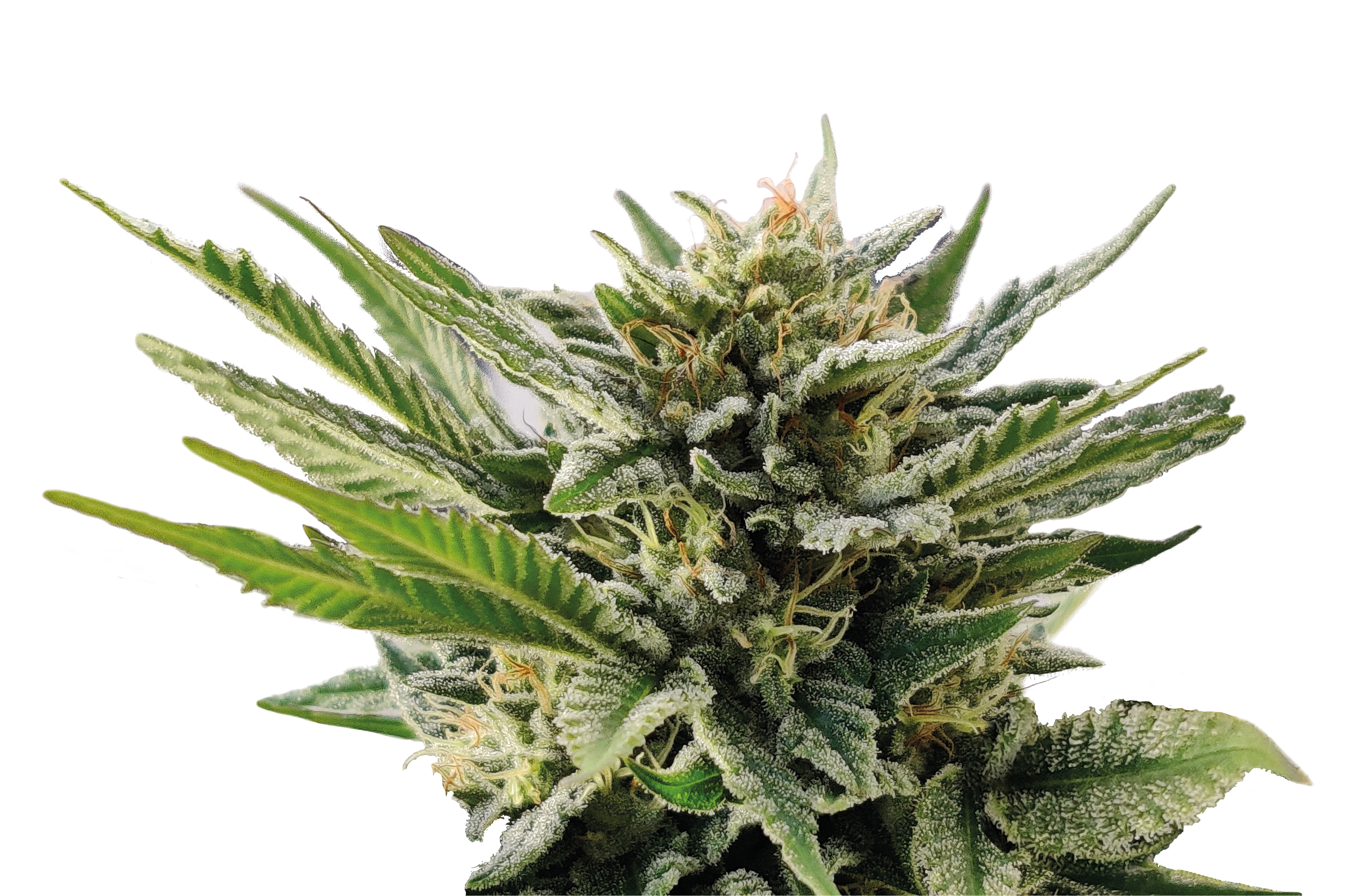 Serious 7 Strain ® Originally Bred by Serious Seeds Serious 7 Strain ® Originally Bred by Serious Seeds